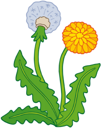 Diente de León en dos etapas. Flores y semillas Juego
