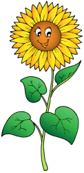 Girasol, flor que parece seguir el sol Juego