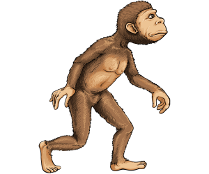 El primer homínido bípedo, Australopithecus Juego